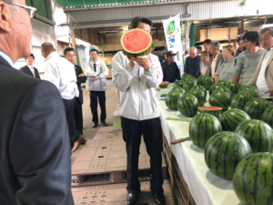 ﻿JA富里市　スイカの査定会